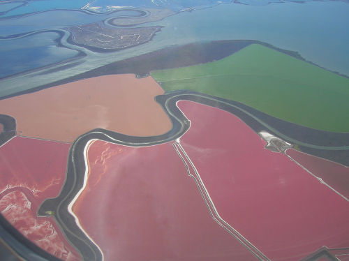 Pink LakesHalobacteria (a form of Archea) thrive in water bodies with high salt content (at an optim