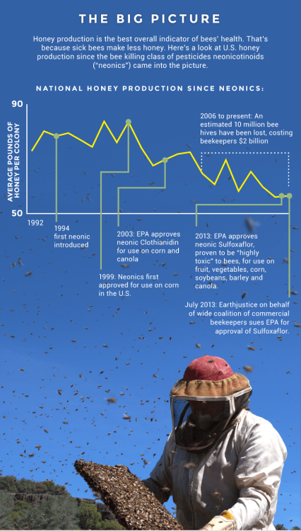 saveplanetearth:
“ Harvard researchers have just pointed to neonics - a highly toxic pesticide - as the main culprit behind honeybee colony collapse. But why are these pesticides so harmful? @ Earth Justice
”