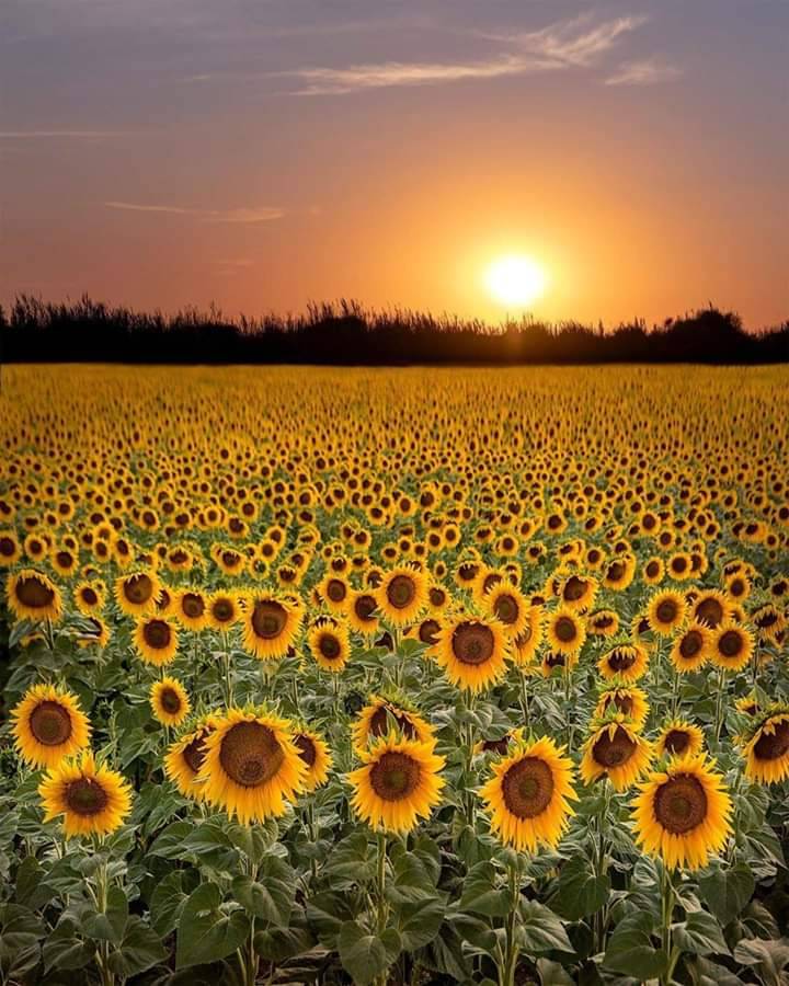 Suncokreti-sunflowers - Page 10 201a2ca72d0ee93d5000aeb8912000451bbf1a09