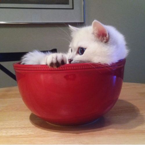 i-raised-you-danker-than-this: everythingfox: mrwolfhare:  everythingfox: A bowl of cat Breakfast  n
