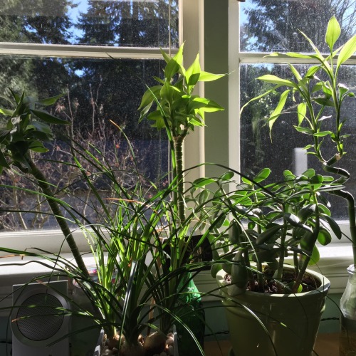 tearyplant:mouzeron:I hope you enjoy the sunshine today modest house plant.green aesthetic