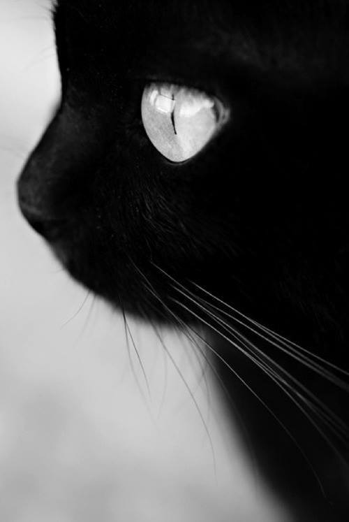 Cats W & B