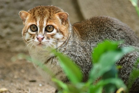 Some Lesser Known Small Cat Species