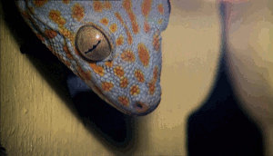 hootbird:chalkandwater:Life in Cold Blood - Dragons of the Dry (2008)shingleback!!!