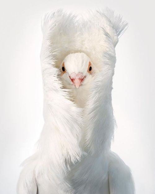 thisobscuredesireforbeauty:Jacobin Pigeons photographed by Tim Flach.