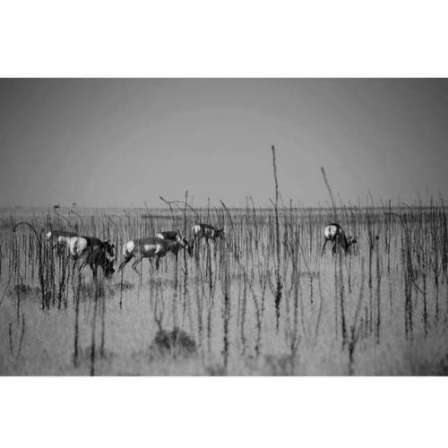 #antelopes in #antelopeisland  From our short vacation &lt;3 #minimalism #animals #bw