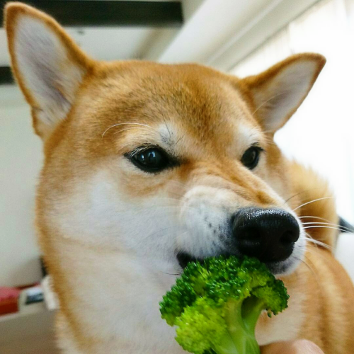 mustardtigress:eat your greens!