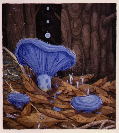 indigo milkcaps ✷ happy halloween and samhain too :-3