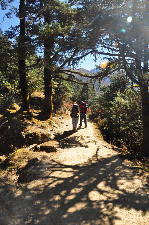 Beautiful tree shadows on the trail to Cholangpaty, Rasuwa, Nepal. Photography by BrookR