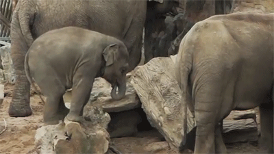 huffpostworld:  This baby elephant just learned an adorable lesson that we could