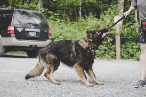 simply-a-lost-boy: Tug. @the-dog-without-fear 