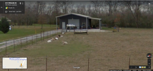 Relaxed sheep in Ville Platte, LouisianaSubmitted by Lena