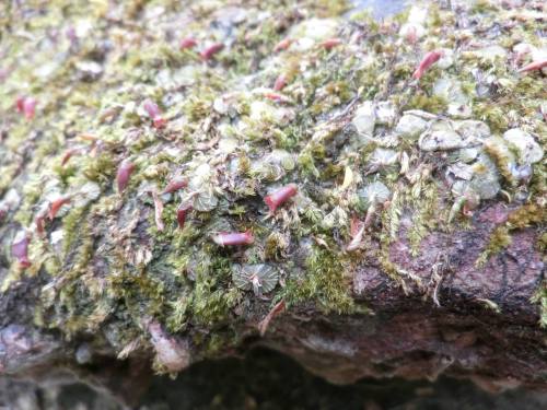  Porpax elwesii, in situ, 400 masl, growing as litophyte and epiphyte, Laos. Orchidaceae: Eriiinae.B