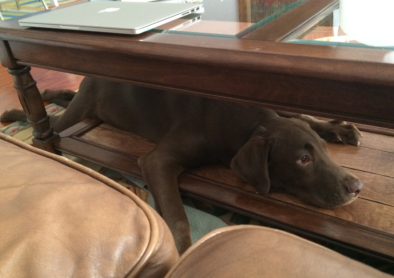 omgbuglen:  He’s in denial about no longer fitting into his favorite puppy napping