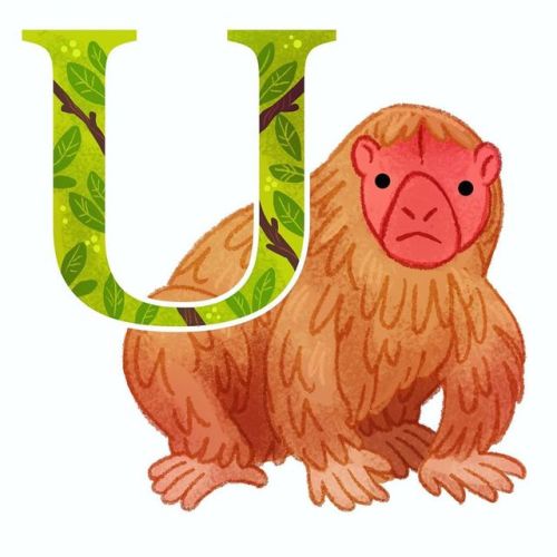 U is for uakari, a type of monkey. . . . #monkey #monkeyart #art #artistsoninstagram #artoftheday #