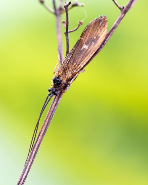 Köcherfliege#köcherfliege #sedge #sedges #flytyinjunkie #flytyer #flytying #fotografie #makrofotogra