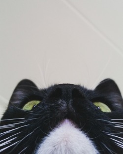 unflatteringcatselfies:  He is a little judgemental turd.