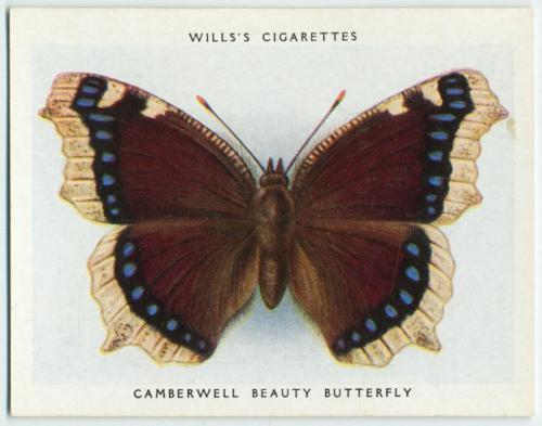 Unknown, Will’s Cigarettes, Butterfly Cards, 1931 