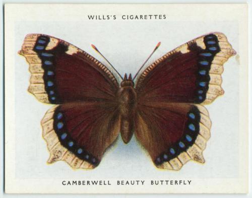 nobrashfestivity:Unknown, Will’s Cigarettes, Butterfly Cards, 1931