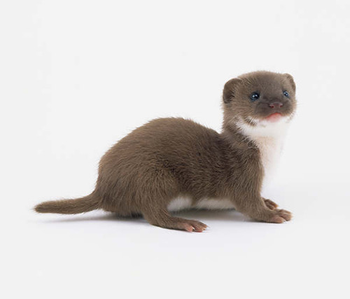 frivoloustidbits:  You know most people think of the word weasel as a bad term, but have you ever looked at an actual weasel? Like, a real one?  awww :)  eeee!  it’s so cute!  Hhnnnnng  Oh god I just can’t- And let’s not forget that the average