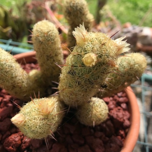 smilelovelife89: A few of my cacti starting to flower :)