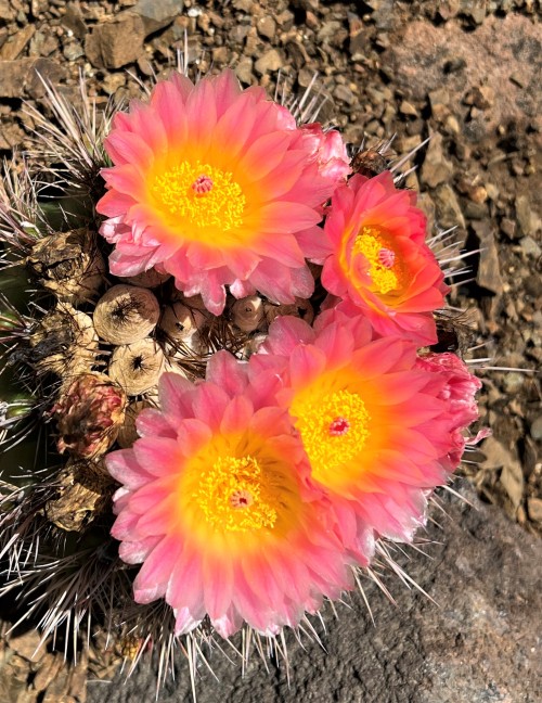 Notocactus roseoluteusThis wonderful cactus produces an extraordinary number of large pink-and-yello