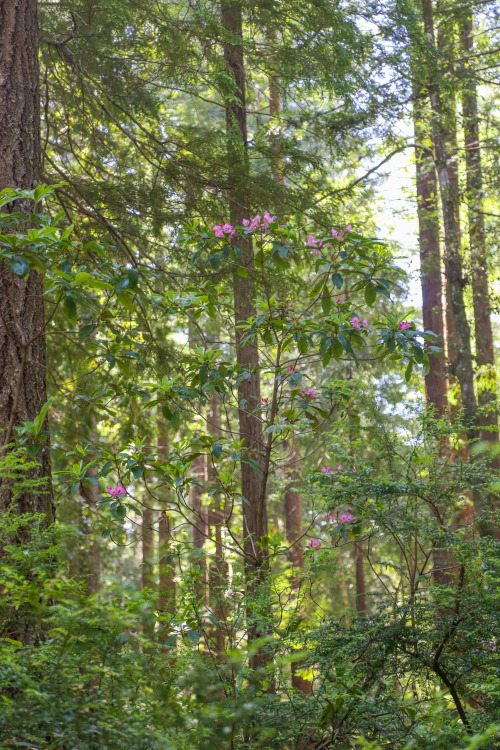 steepravine:Rhododendron Trees Flowering In Redwood ForestI hiked in this magical park for the first