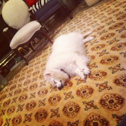 charlyphraser:  Liesl’s so sleepy. 😴 #instapets #eskie #spitz #naptime (at Fraser Estate)