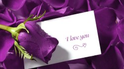 leboudoirerochic:  #RosePourpreErochic#lantichambreerochic@Mad_moiselle_A you’re my #PurpleRose
