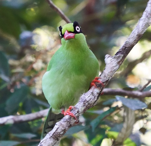 sundaybones:nearfrontalbirdity: Bornean Green-Magpie (Cissa jefferyi) © Steven Cheong that&rsqu