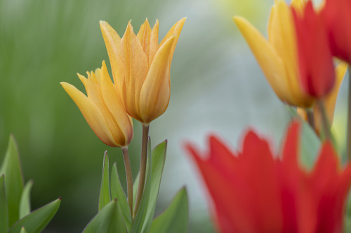 colorful tulips / twins