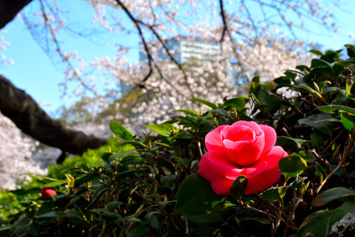 YOKOHAMA ENGLISH GARDENby Yamabuki