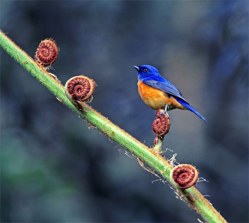 #18 黃腹過貓 Step by Step by John&amp;Fish on Flickr.