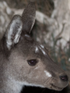 platypu:western grey kangaroo unique facial adult photos