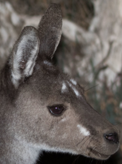 Sex platypu:western grey kangaroo unique facial pictures