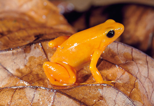 coolthingoftheday:TOP TEN COOLEST FROGS1. Glass frog2. Camouflaged toads3. Waxy monkey tree frog4. V