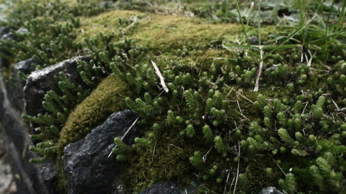 Bosques y selvas en miniatura