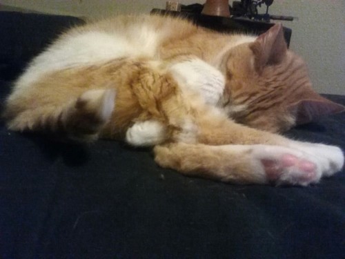 atalantapendrag:Boston just dozed off mid tail-flick with it sticking up like that.