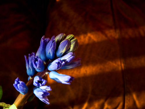 kings2828:Hyacinth, by Martin McGuire