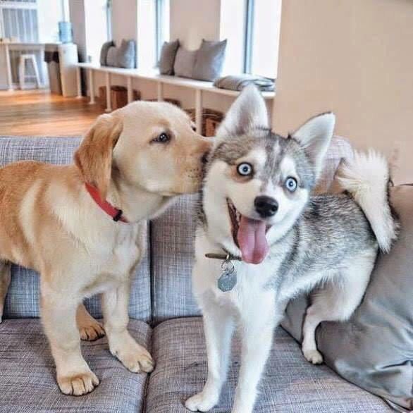 the-absolute-funniest-posts: very excited to be kissed