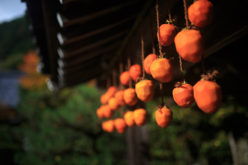 Colors of Autumn (Kôyô) 2015 at Nishiyama Konzoji, by Prado