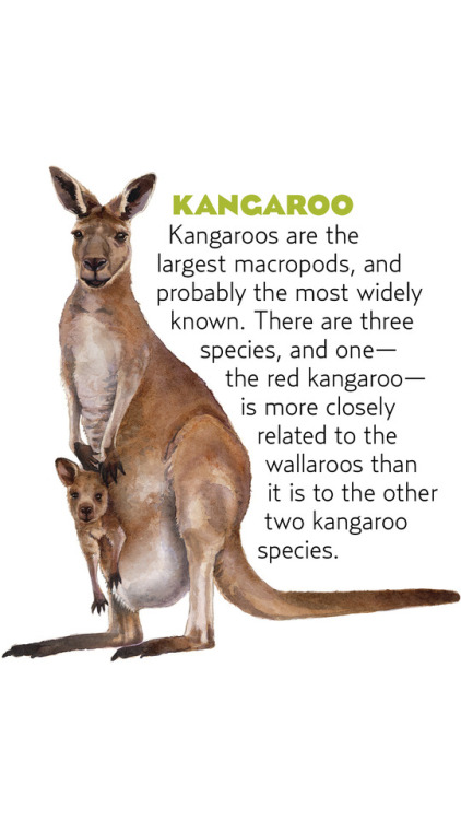 Some Marsupial Monday fun facts