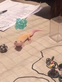 knightsolaireofthesun:  knightsolaireofthesun: There was a dragon attack last session  This is the gecko of good luck. Reblog for prosperity and natural 20’s 