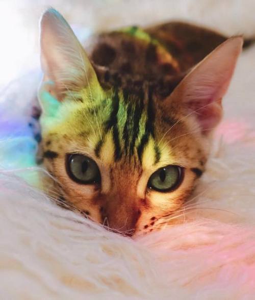 animals-addiction: Pride Cat