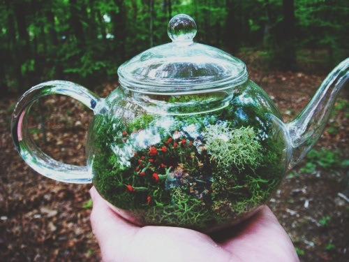 psychologiae:  Coolest terrarium ever 