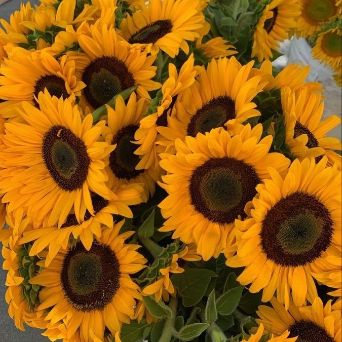 sunflowers on Tumblr