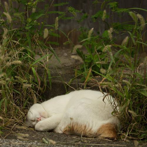 okirakuoki:死んだかのように眠る。撮影後、動いてくれて一安心。#cat #ねこ