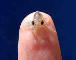 awwww-cute:  Tiny Octopus