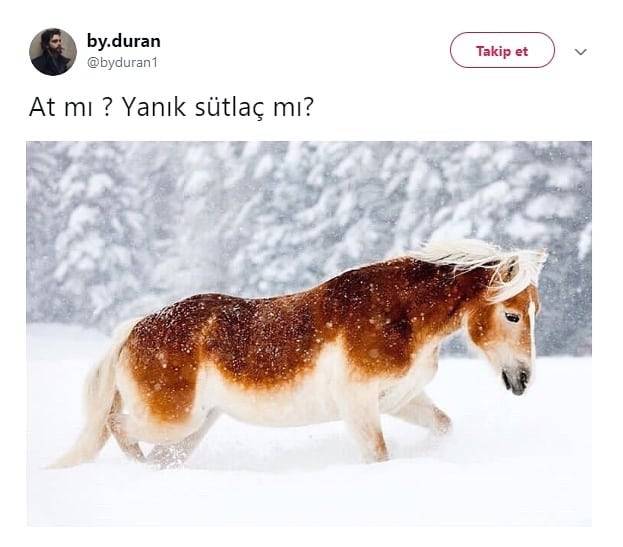 At mı,yanık sütlaç mı?