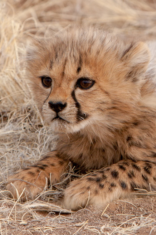 earthyday:  Cheetah cub  by Hind Photo (Craig &amp; Caroline Hind)